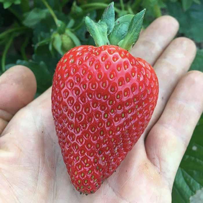 Yes, we grow the larger hybrid strawberries as well, which are crosses between native eastern and western strawberry varieties.