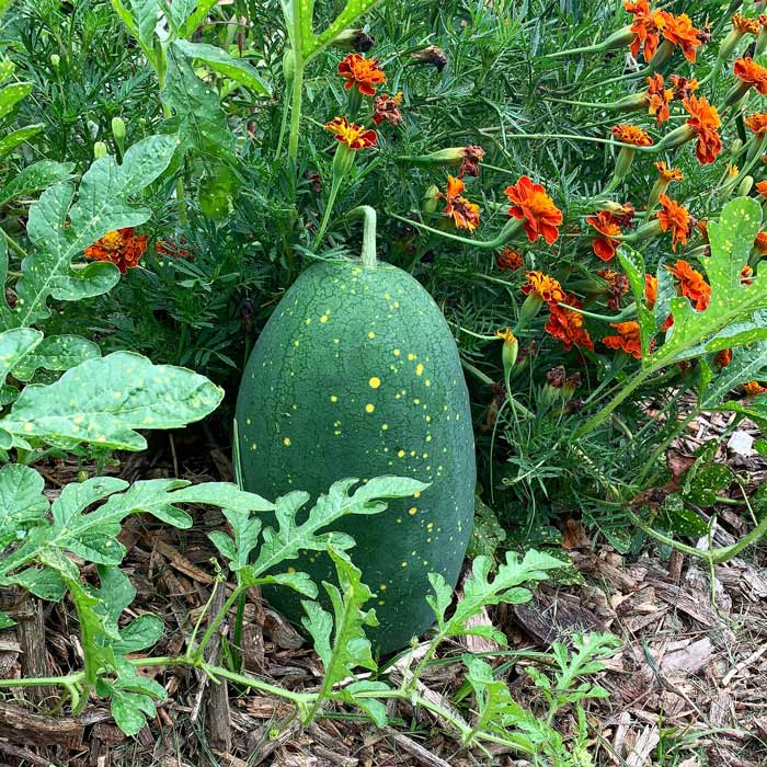 A yellow-fleshed 'Moon & Stars' heirloom watermelon (so named for the yellow spots on the skin) growing amongst marigolds in our front yard. These taste like candy.