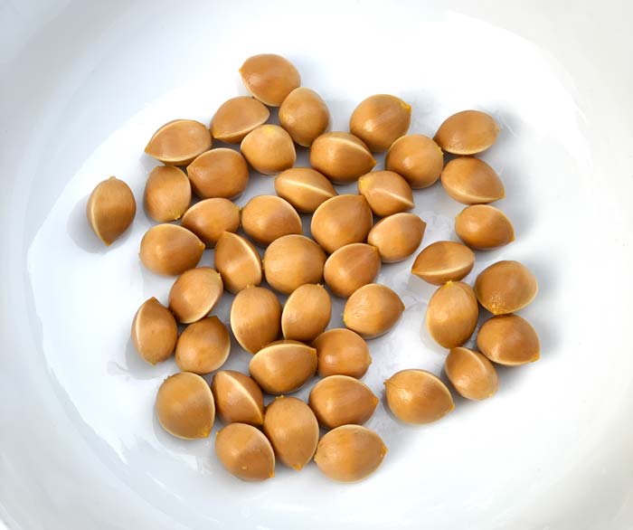 A beautiful bowl of just-cleaned ginkgo nuts!