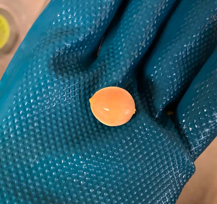 A cleaned ginkgo nut.