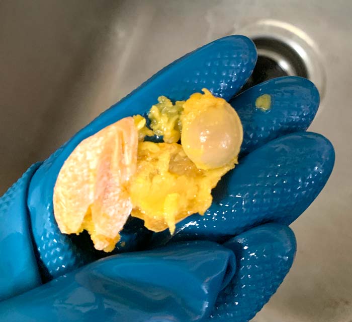 With gloved hands, remove the pulp from the inner nut of Ginkgo fruit.