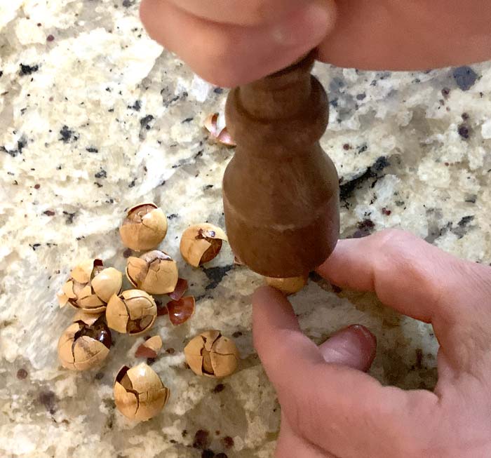 Cracking open ginkgo nuts.