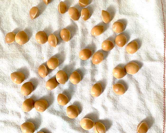 Drying ginkgo nuts.