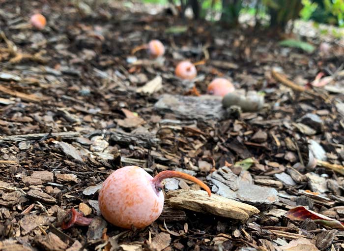Recently fallen, ripe Ginkgo fruit on the ground under a female tree.