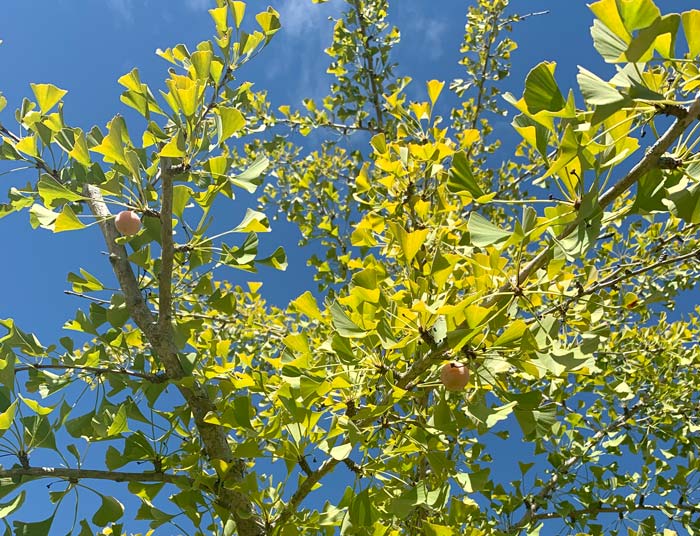 A female Ginkgo biloba tree in early October in Greenville, SC. The leaves are just starting to turn from green to yellow and you can still see a few ripe orange fruits hanging on the tree.