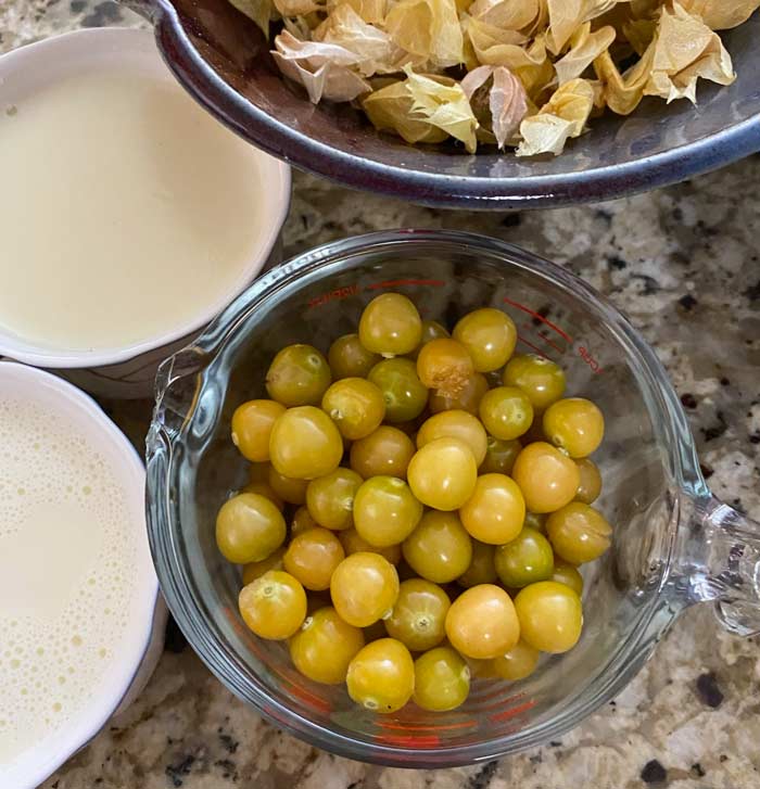 De-husked ground cherries ready to be made into sauce.