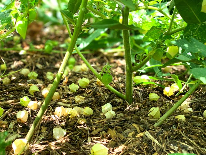 Ground cherry plants are small 2' tall x 3' wide plants in the nightshade family (closely related to tomatoes and tomatillos). The husks on the fruit turns brown and they fall off the plant when ripe. After harvesting, let the fruit sit indoors with husk on for up to a week for the best flavor. Fruit skin color will turn golden when perfectly ripe. Remove husk before eating. 