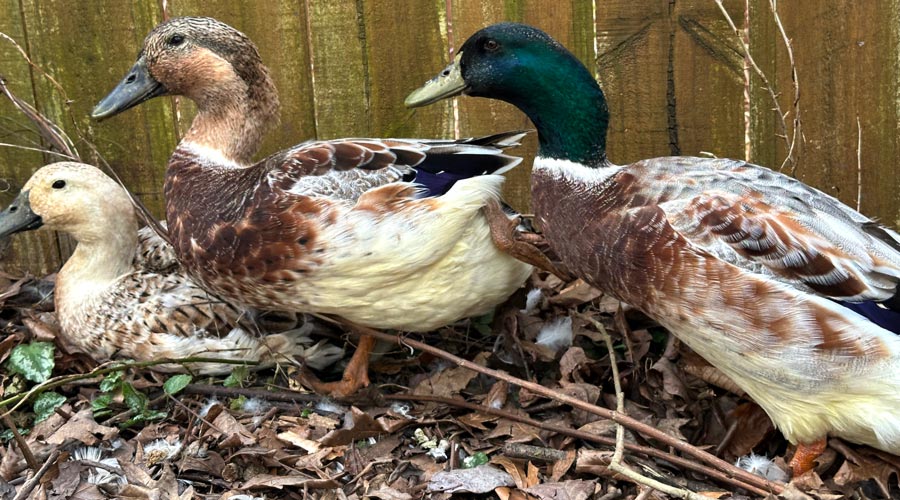 All about henopause (poultry menopause) thumbnail