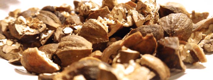 A pile of cracked hickory nuts. 