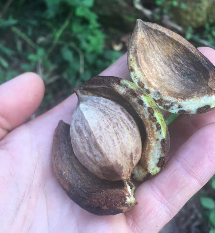 Recipe How to Make Hickory Nut Ambrosia Tyrant Farms