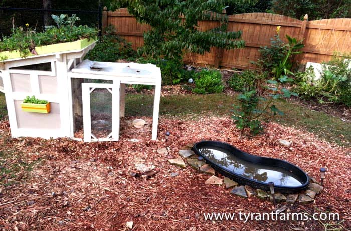 Our original flock was four Welsh Harlequin ducks and this was their pool.
