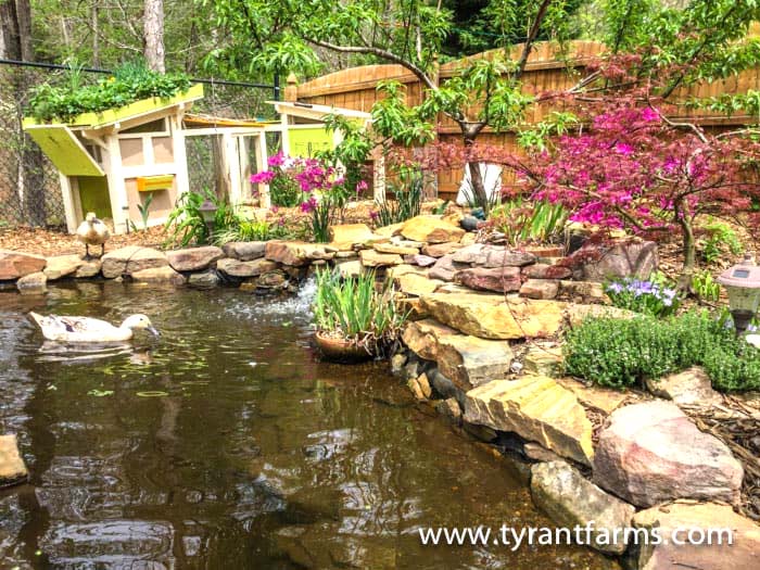 This is our final duck pool - quite an improvement! And you can see our two duck coops in the back. One houses our girls, the other houses our drake.