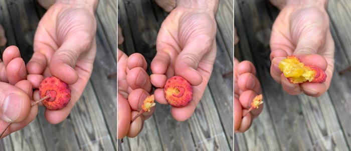 How to eat a Kousa dogwood fruit from left to right.