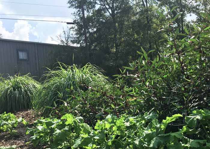 Two giant lemongrass plants (left) growing at Oak Hill Cafe & Farm, where I'm the farm manager. How to grow lemongrass by Tyrant Farms