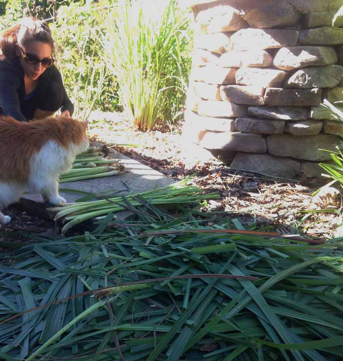 The Tyrant processing lemongrass stalks post-harvest as Charlie the Cat comes over to investigate. How to grow lemongrass, by Tyrant Farms