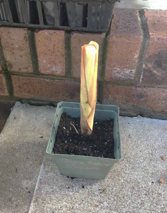 Nope, it doesn't look very impressive at this stage, but this newly planted lemongrass stalk will be a giant plant in a few months time. How to grow lemongrass by Tyrant Farms