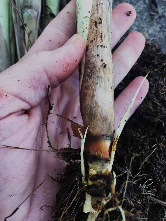 If you look closely at this image of a single mature lemongrass stalk that was broken off from the parent plant, you can see the small light-colored new shoots emerging from the base. Each of those tiny shoots will grow into a new mature stalk, which will then divide into more new stalks. This is how a single lemongrass stalk can quickly grow into a giant plant.