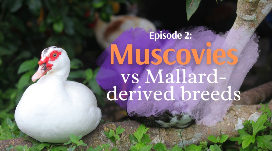 Ep. 2: Muscovy ducks vs Mallard-derived ducks | Duck Keeper's Corner vodcast thumbnail