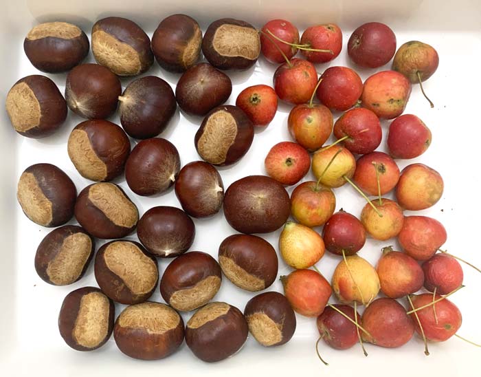 Chestnuts and crabapples: a lovely pairing. 