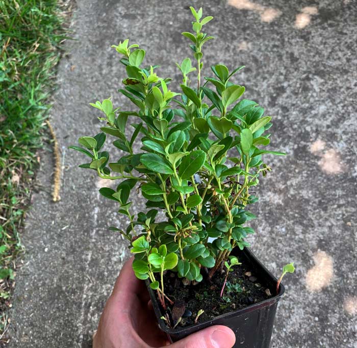 A potted lingonberry (without berries) that we're going to attempt to grow in part shade in our garden. Notice the upright growth habit, which is much different than the crawling/vining growth habit of partridge berries.