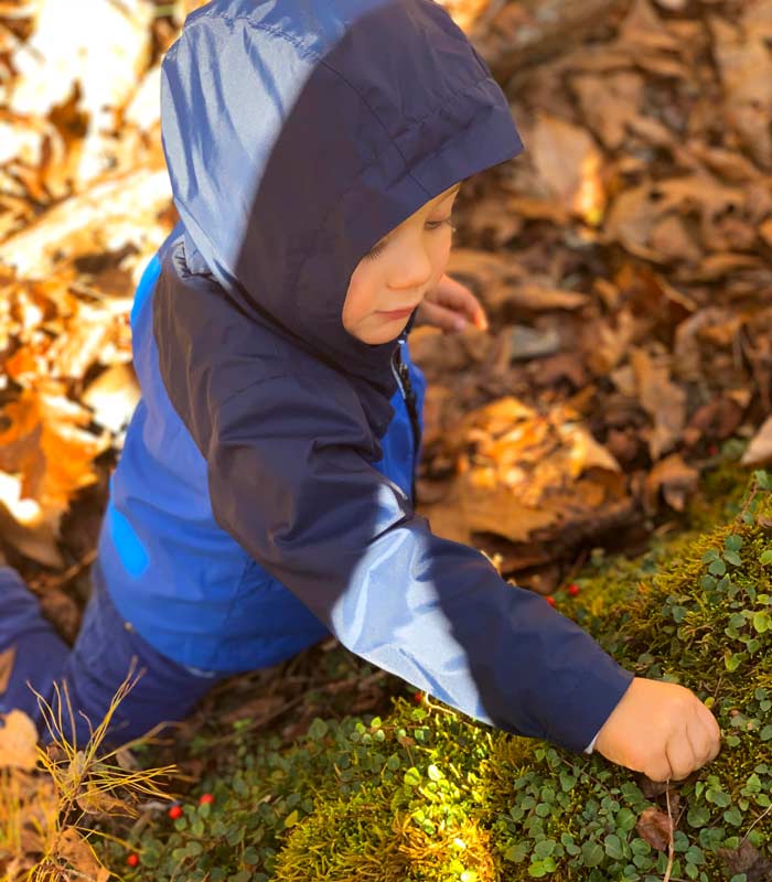 Our toddler foraging for partridge berries on a cold winter hike.