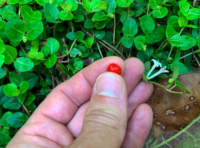 A closer look at the flowers, fruit, and leaves of the partridge berry plant. Note the two "eyes" on the fruit, which is the result of the flower pair being pollinated and forming two fused/conjoined ovaries.