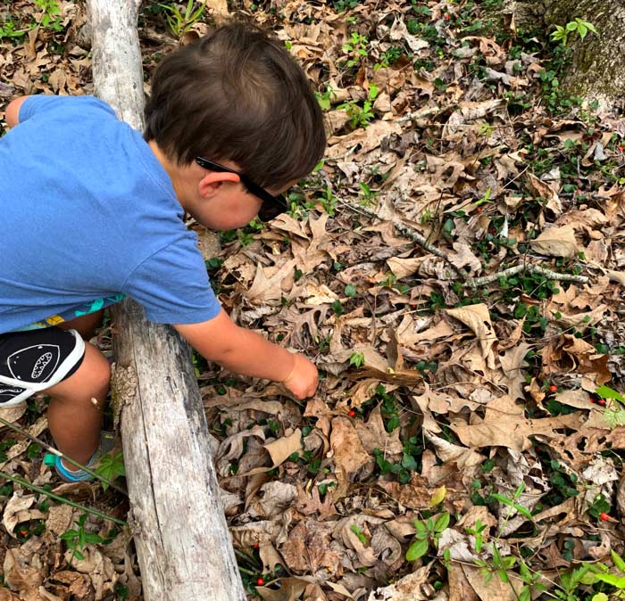 Our toddler clearing fruit from a partridge berry patch in March.