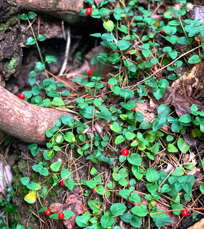 If you're looking for a gorgeous native, evergreen ground cover for your shaded or woodland landscape/garden, partridge berry is a plant you should consider.