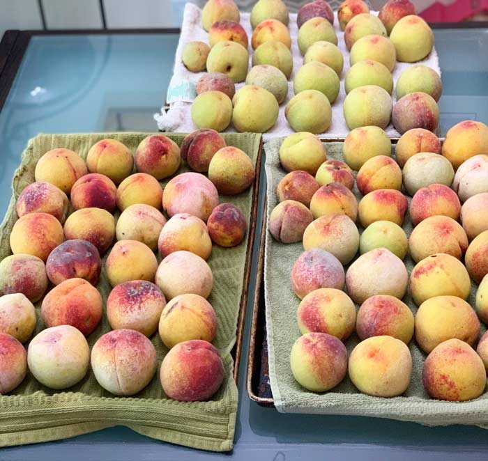 We hated the idea of having to skin and compost all our peach skins from our organically grown peaches when making peach leather. Thankfully, we didn't have to.