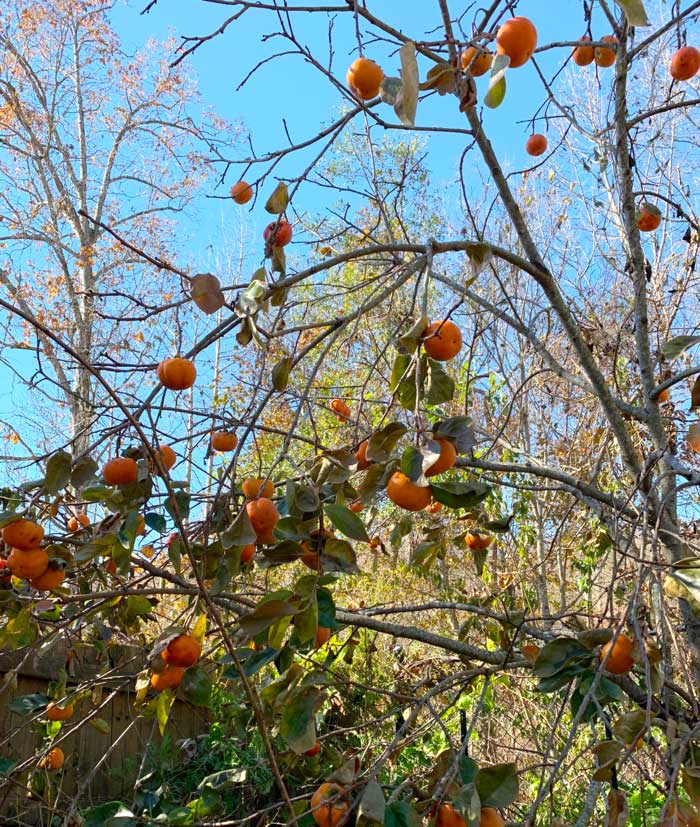 Japanese persimmons on a near-leafless tree in late November.