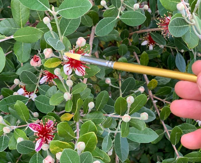 How to hand-pollinate pineapple guava flowers, aka feijoa. 