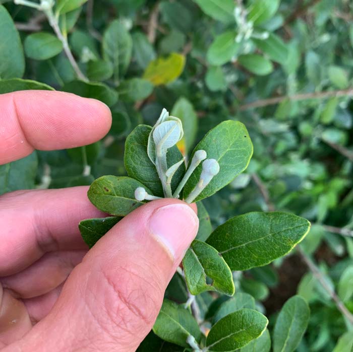Pineapple guava flower buds beginning to size up. 