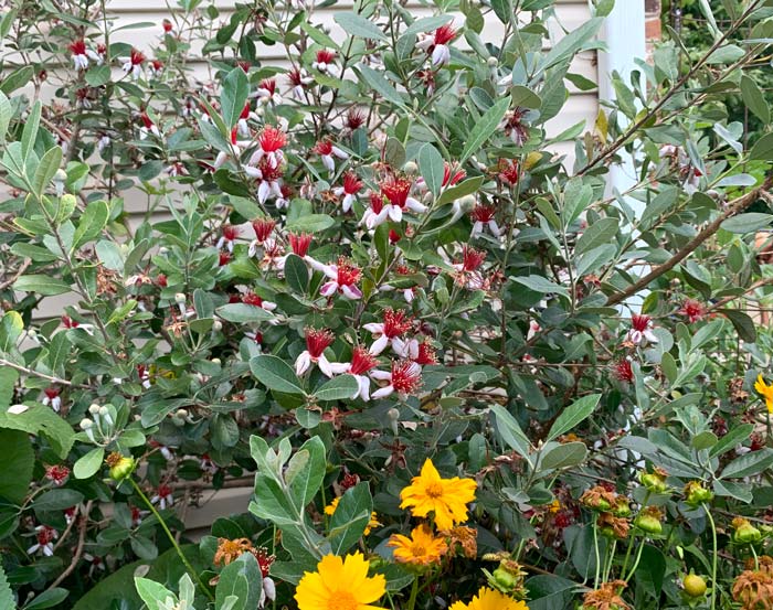 Gorgeous white-red flowers of pineapple guava, aka feijoa. Gorgeous white-red flowers of pineapple guava, aka feijoa. In addition to producing edible flowers and wonderful fruit, pineapple guavas are an evergreen shrub that feature beautifully in a landscape. 