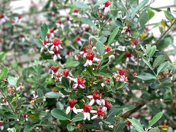 Pineapple guava flowers, aka feijoa flowers. Beautiful and edible.