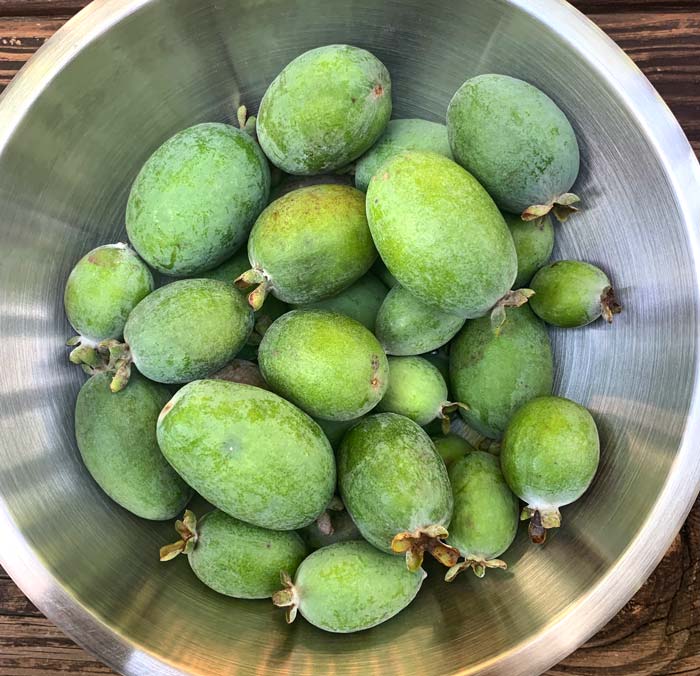 Pineapple guava fruits harvested from our plants in October on the outskirts of Greenville, SC, Zone 7b. 