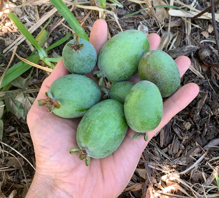 Even on the same plant, there can be fruit size variability. These fruits all came from our 'Mammoth' pineapple guava. 
