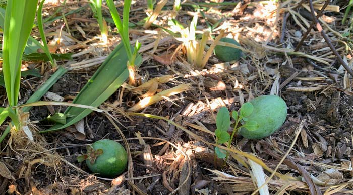 Ripe pineapple guava fruit lets you know it's ripe by falling on the ground. 