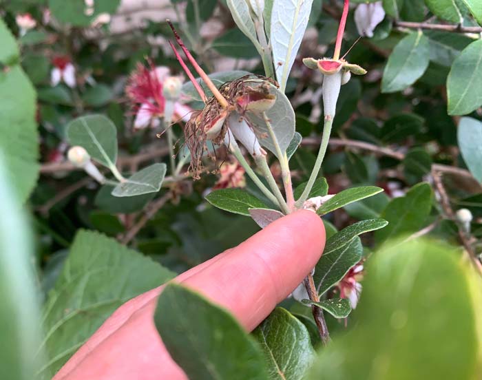 June 2 - Pineapple guava flowers desiccating as fruit sets.