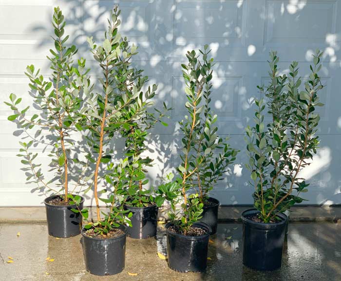 How fast do pineapple guava plants grow? Here are 11 month old pineapple guava saplings grown from seed that are already close to 4' tall.