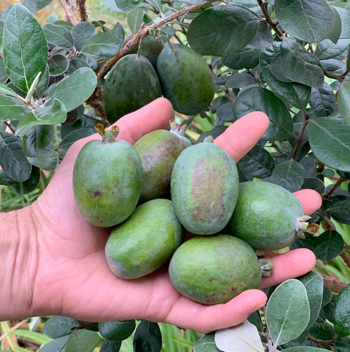 Want more and larger pineapple guava fruits? Rich soil and irrigation help. 
