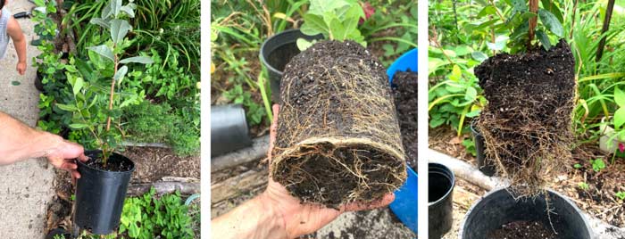 July 25 - Potting up slightly root bound pineapple guava saplings into larger 2 gallon nursery pots. 