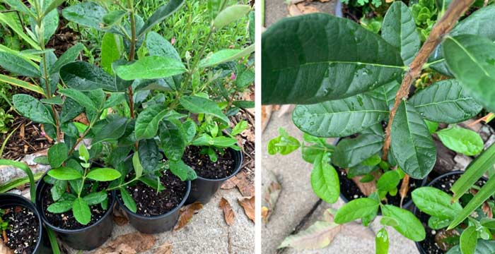 July 3 - potted up pineapple guava saplings are developing additional bottom stems.