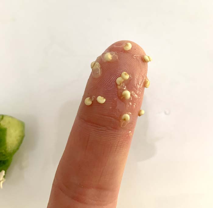 Pineapple guava seeds selected from large, excellent quality fruit.