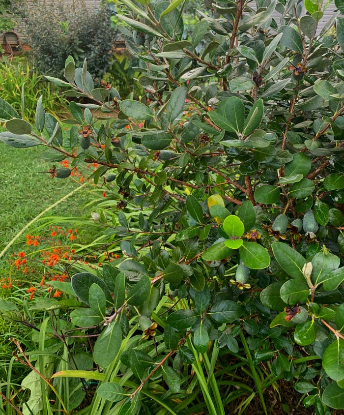 July 15, fruit sizing up on pineapple guava plants in our front yard. It's quite possible our pineapple guava plants will outlive us. How long can pineapple guava plants live? Over 50 years old.