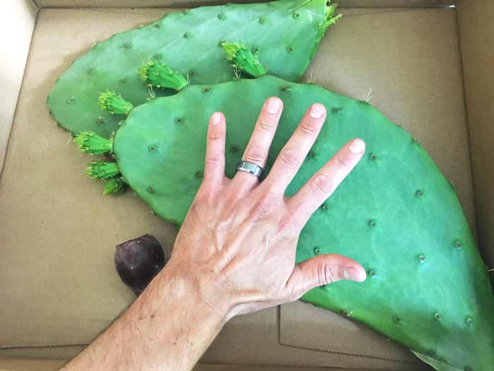 New cuttings from a giant prickly pear plant we found growing in the wild.