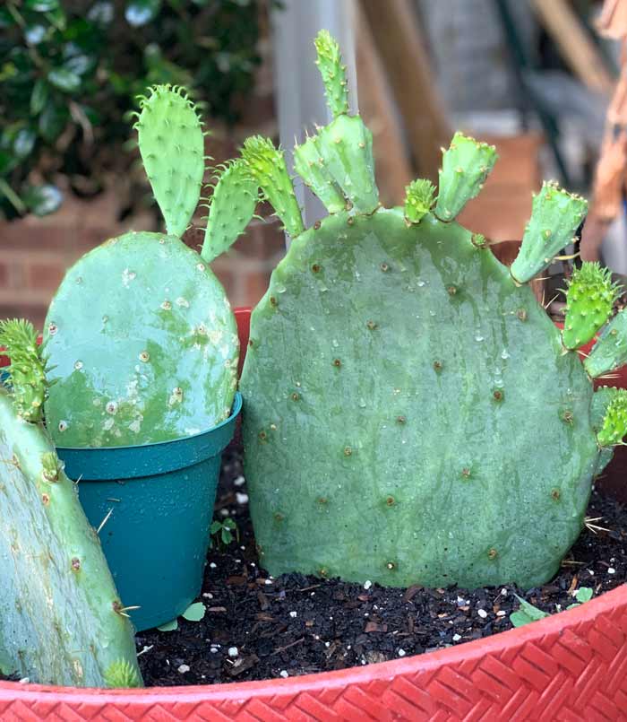How to grow and eat prickly pear cactuses - Tyrant Farms
