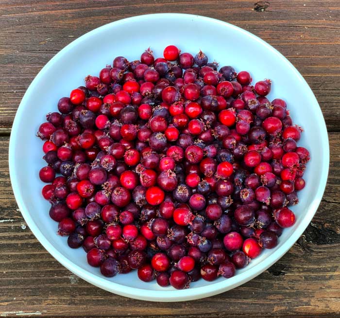 A bowl of serviceberries... or saskatoons, shadbush, or juneberries, depending on where you live.