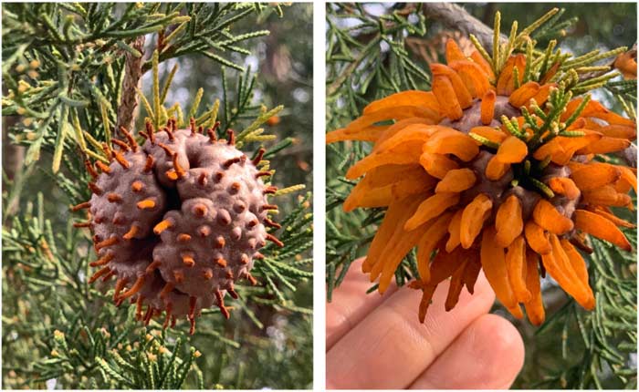Cedar-apple rust fungal galls forming on Eastern red cedar trees in March in Greenville, SC. The spore horns will release airborne spores which infect serviceberries and other rose family plants.