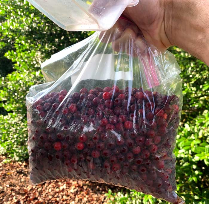 Three pounds of freshly picked serviceberries headed for our kitchen.