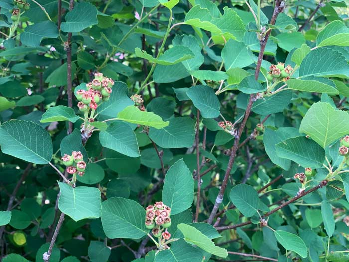 A closer look at serviceberry leaves/foliage on a shrub-like serviceberry species. 